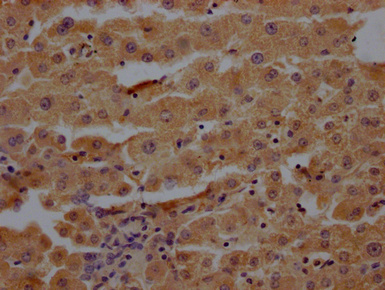 PRG4 Antibody