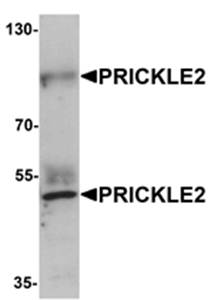 PRICKLE2 Antibody