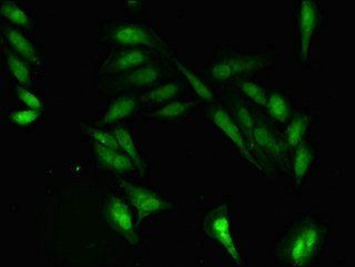 PRIM1 Antibody