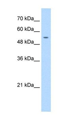 PRIM1 antibody