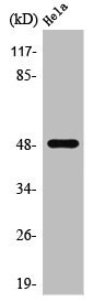 PRIM1 Antibody