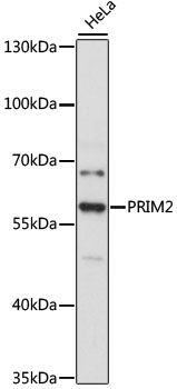 PRIM2 antibody