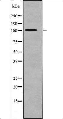 PRK1/2 (Phospho-Thr774/816) antibody