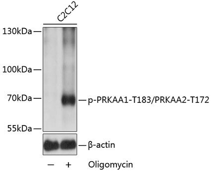 PRKAA1 (Phospho-T183/PRKAA2-T172) antibody