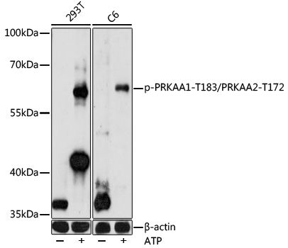PRKAA1 (Phospho-T183/PRKAA2-T172) antibody