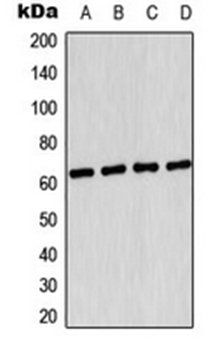 PRKAA1 antibody