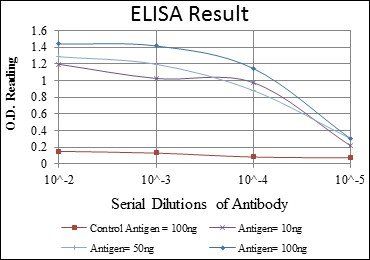 PRKAA1 Antibody