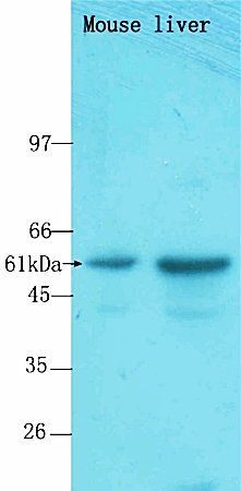 PRKAA2 (phospho-Ser173) antibody