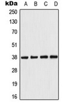 PRKAB1 antibody
