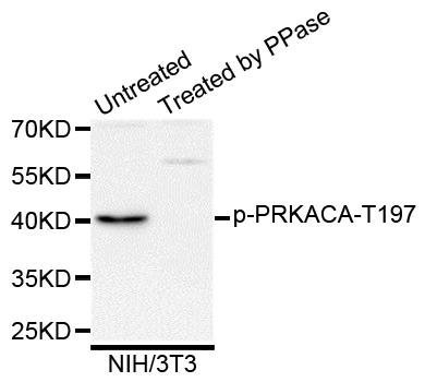 PRKACA (Phospho-T197) antibody