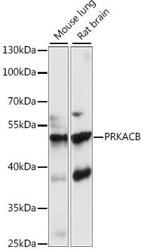 PRKACB antibody