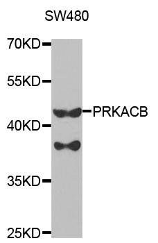 PRKACB antibody