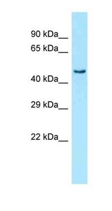 PRKAG3 antibody