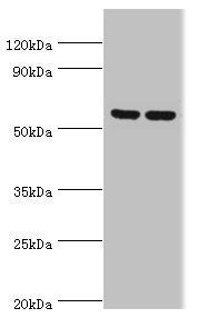 PRKAG3 Antibody