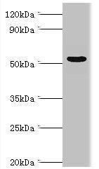 PRKAG3 Antibody
