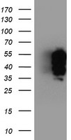 PRKAR1B antibody