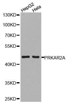 PRKAR2A antibody