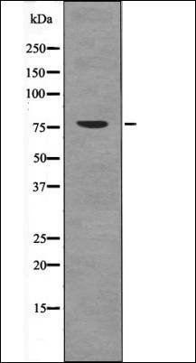 PRKCA (Phospho-Thr497) antibody