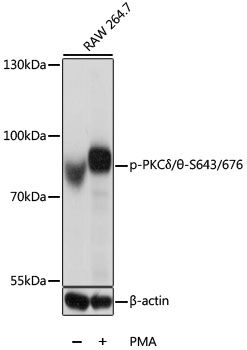 PRKCD antibody