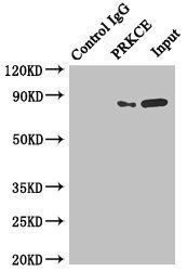 PRKCE Antibody