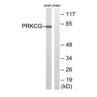 PRKCG (Ab-655) antibody