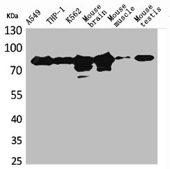 PRKCG Antibody