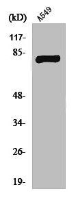PRKCG Antibody