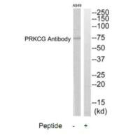PRKCG antibody