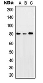 PRKCQ (phospho-S676) antibody