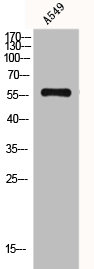 PRKCSH antibody