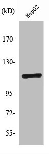 PRKD1 antibody