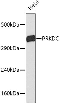 PRKDC antibody