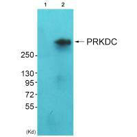 PRKDC antibody