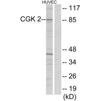 PRKG2 antibody