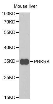 PRKRA antibody