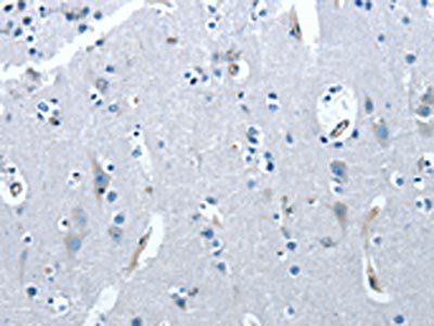 PRKX Antibody