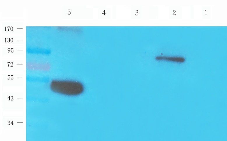 PRLR Rabbit Polyclonal Antibody