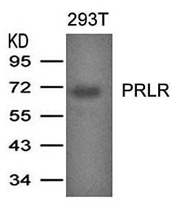 PRLR Antibody
