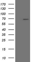 PRMT2 antibody