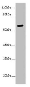 PRMT3 antibody