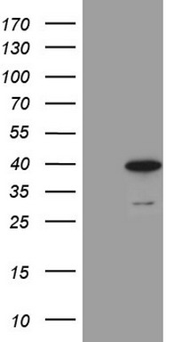 PRMT5 antibody