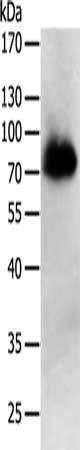 PRMT7 antibody