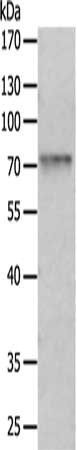 PRMT7 antibody