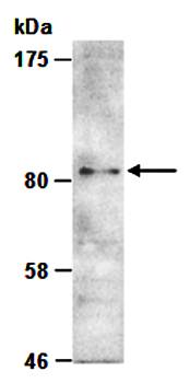 PRMT7 (N) Antibody, Rabbit Polyclonal
