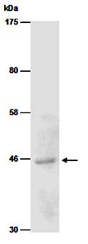 PRMT8 antibody