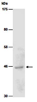 PRMT8 (N) Antibody, Rabbit Polyclonal