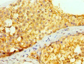 PRND Antibody