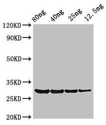 PRO1 antibody