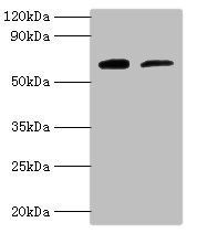 PSAP Antibody