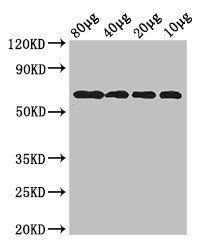 Probable diguanylate cyclase YedQ antibody